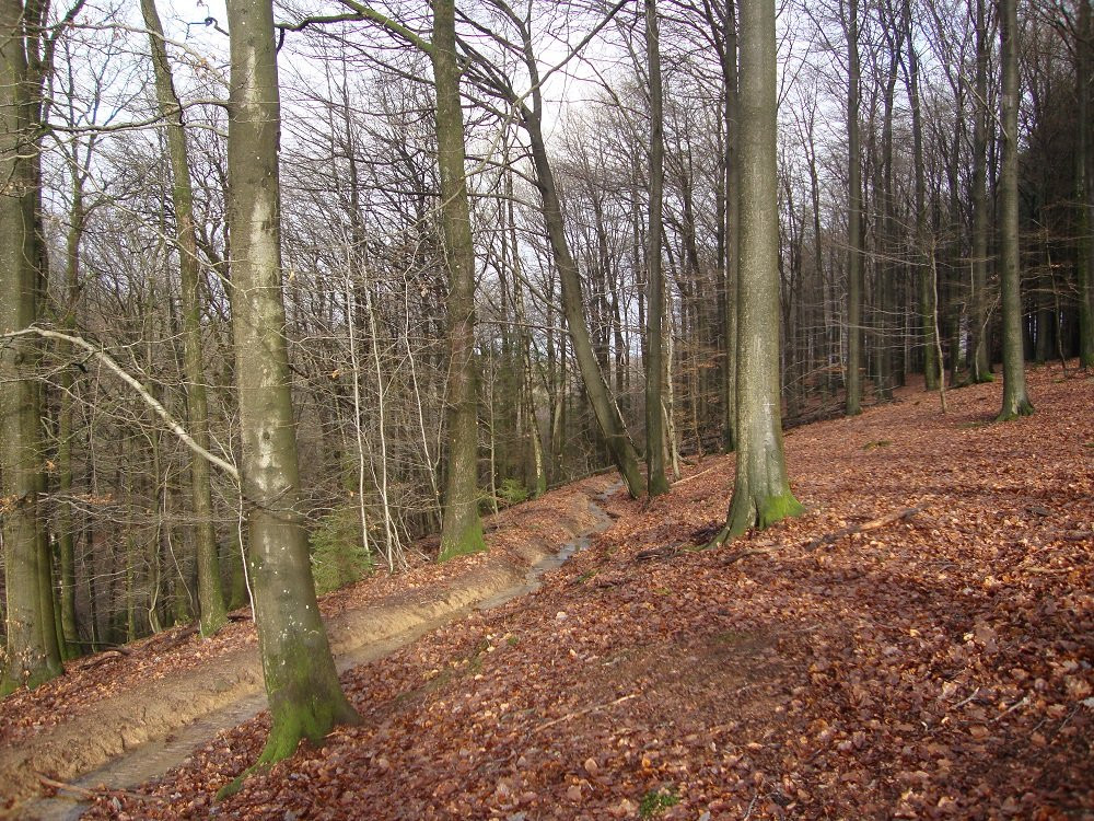 La Grande Forêt de Saint-Hubert景点图片