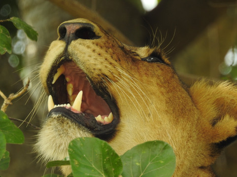 Piece of Uganda Safaris