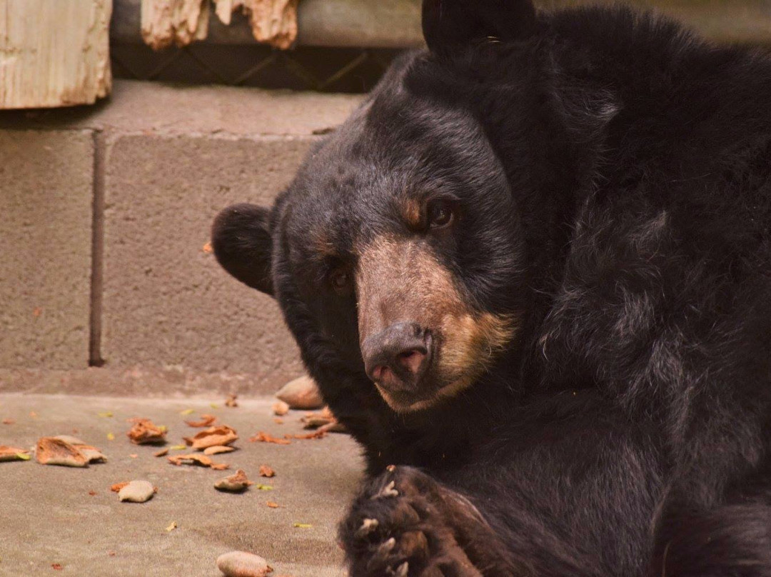 Applegate Park Zoo-默塞德必去景点