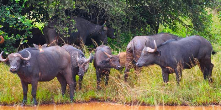 souvenier safaris-吉佳利必去景点