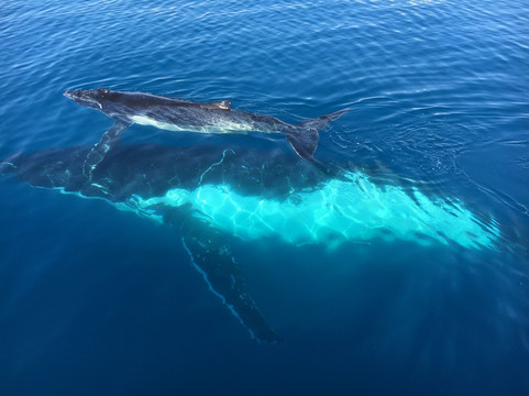 Freedom Whale Watch-赫维湾必去景点