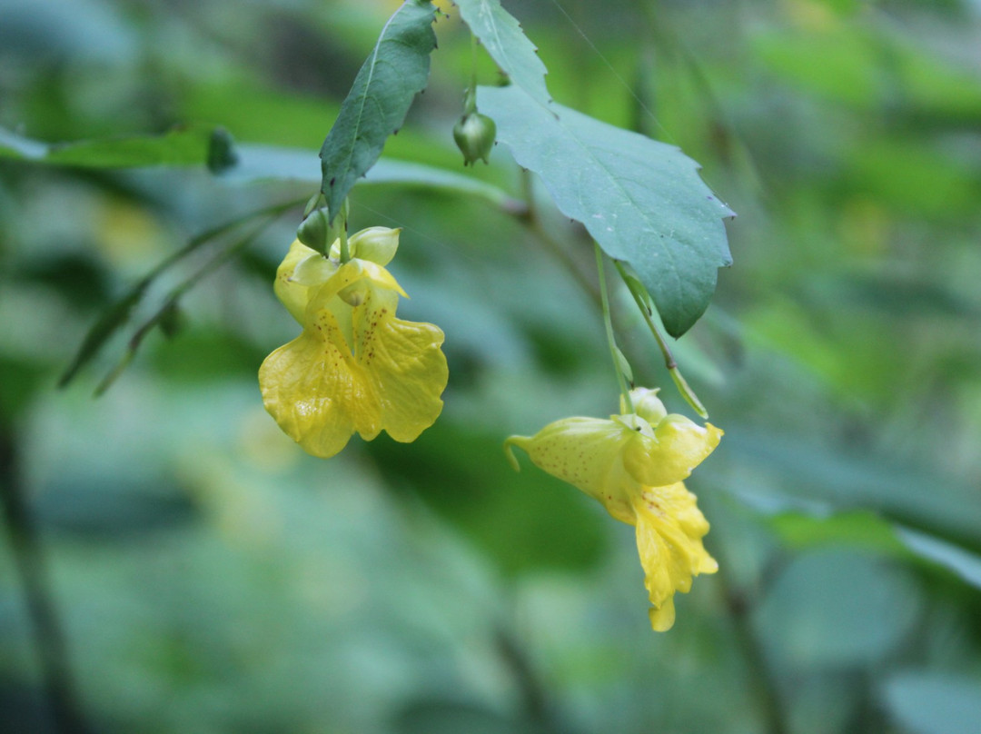 Glen Haffy Conservation Park-卡利登必去景点