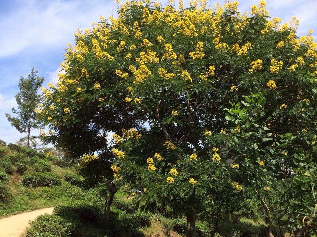 Ella Tours-埃勒必去景点