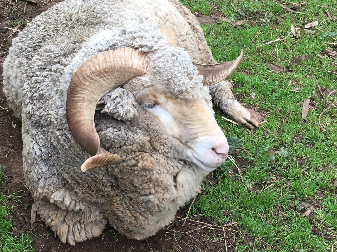 Churchill Island Marine National Park-Newhaven必去景点