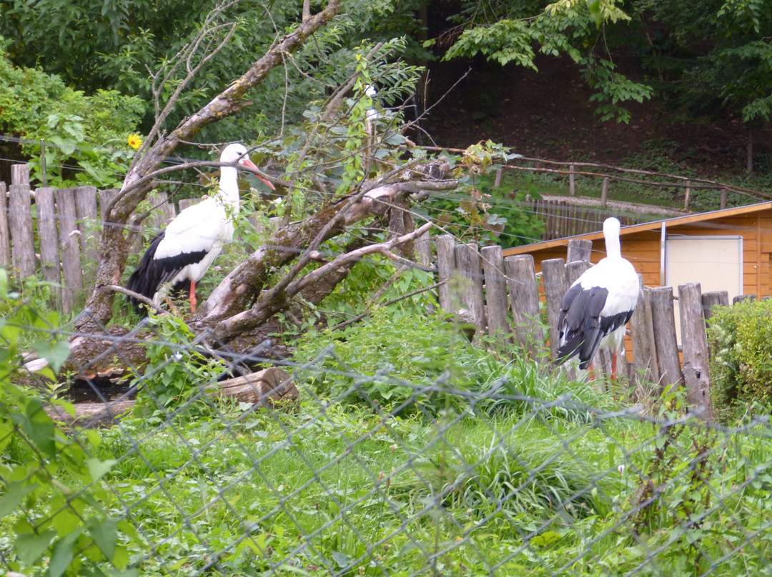 Schwarzwaldzoo Waldkirch景点图片