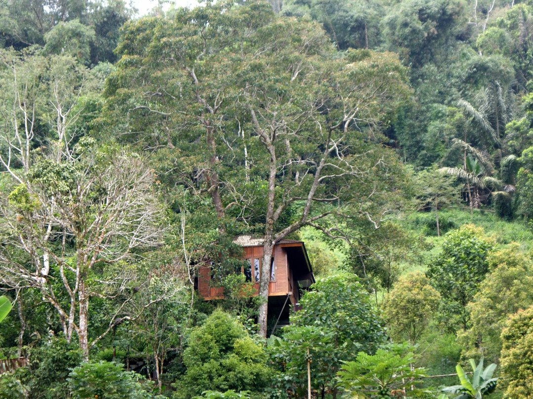 Candlenut Treehouse