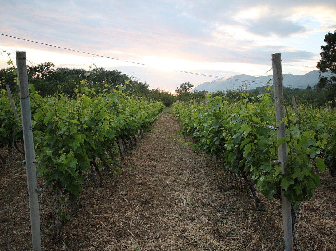 Winery Botaro景点图片