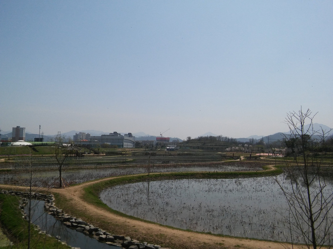 Haman Lotus Theme Park-咸安郡必去景点