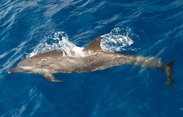 Dolphin Encounter-塔玛琳必去景点