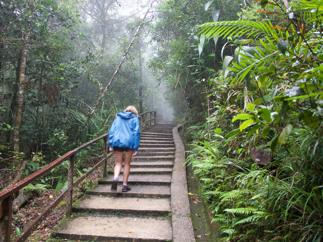 Mount Kinabalu Botanical Garden景点图片
