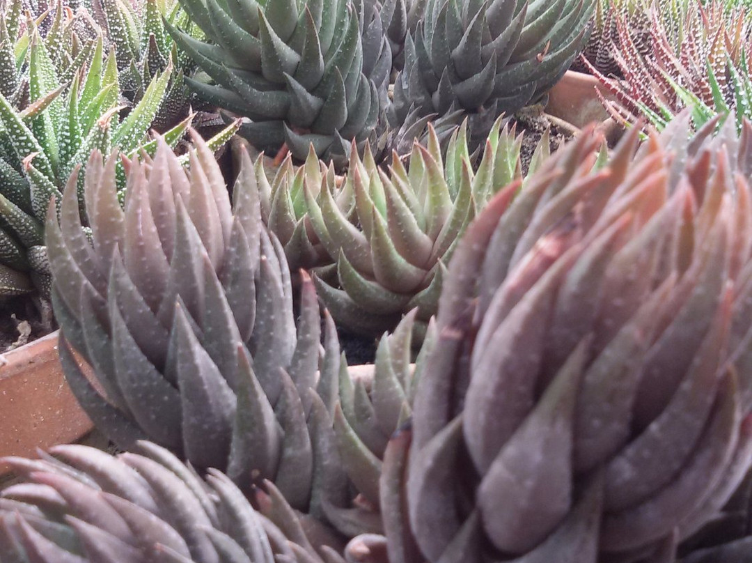 Kryvyy Rih Botanical Garden-Kryvyy Rih必去景点