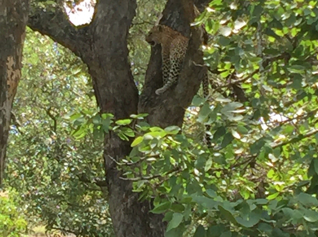 Bushbaby Adventures景点图片