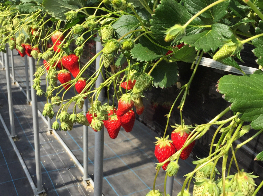 Kafuka Strawberry Farm-甲贺市必去景点