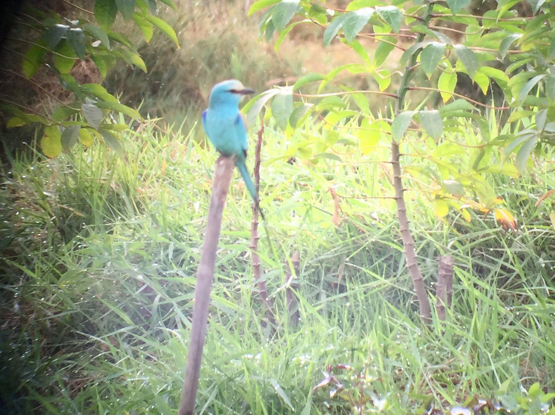 Best Bird Watching Gambia-Bijilo必去景点