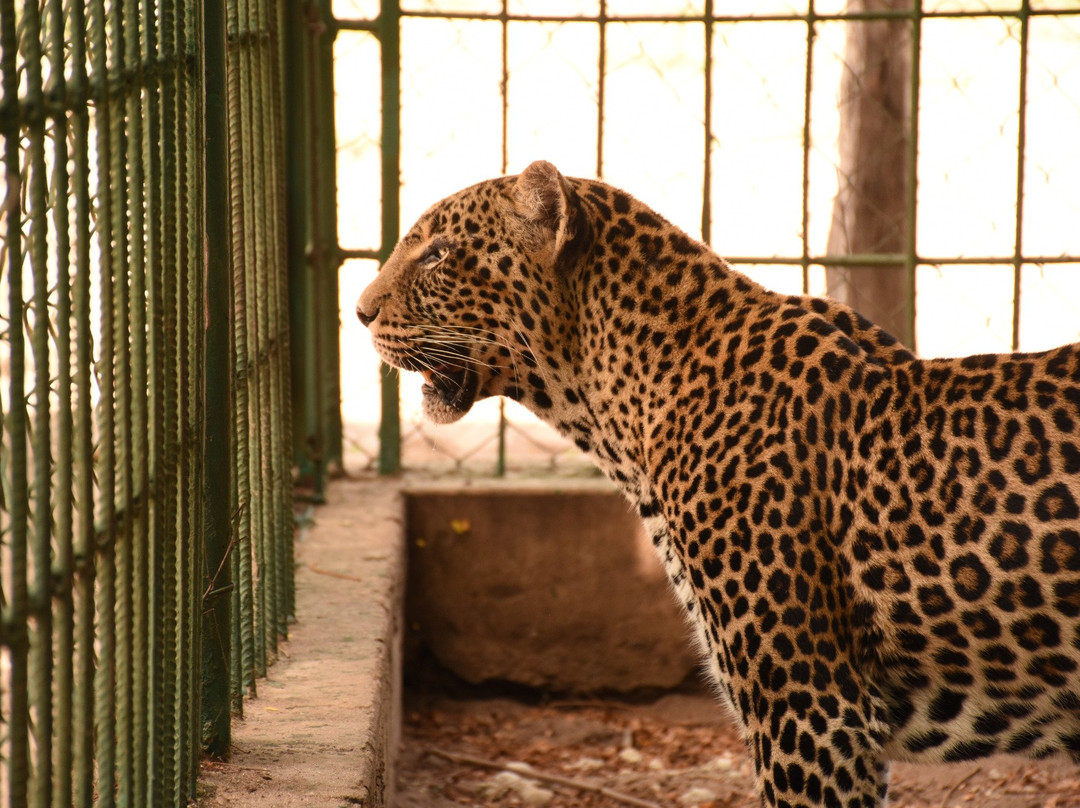Dar es Salaam Zoo景点图片