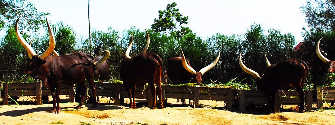 King's Palace-Nyanza必去景点