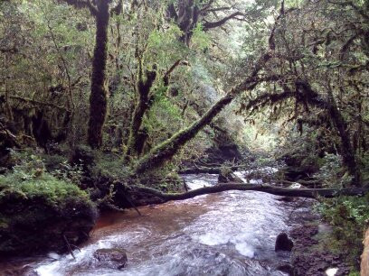 Bosque Encantado-Queulat National Park必去景点