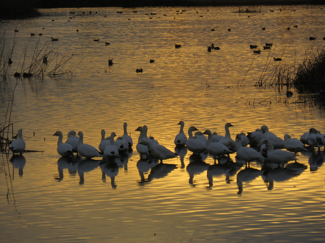 Gray Lodge Wildlife Area-Gridley必去景点