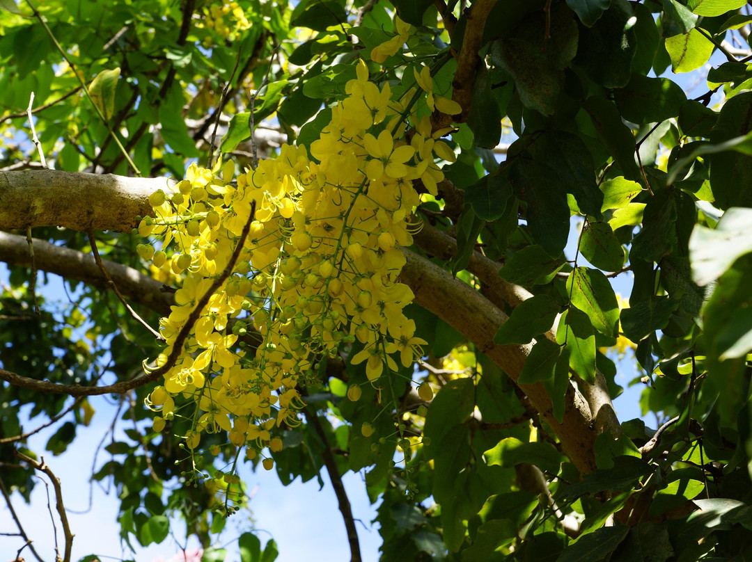 Aitutaki Secret Garden-艾图塔基必去景点