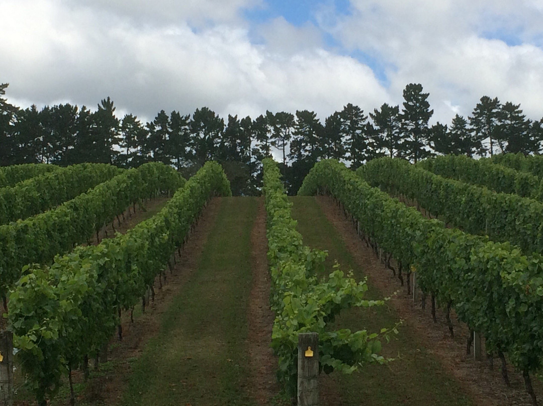 Coopers Creek Vineyard-奥克兰中心地区必去景点