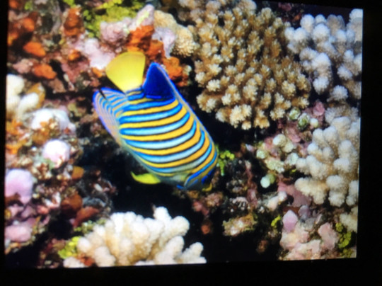 Tahaa Diving-塔哈岛必去景点