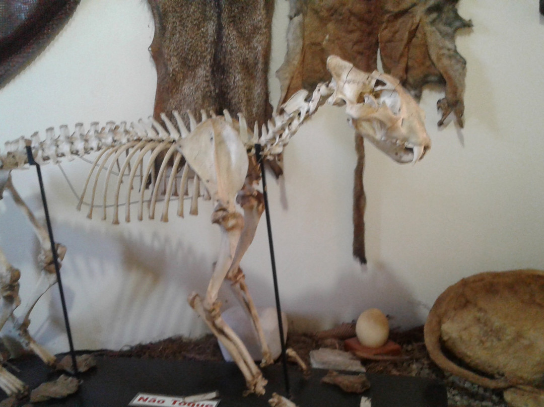 Museu de Historia Natural de Cravinhos-Cravinhos必去景点