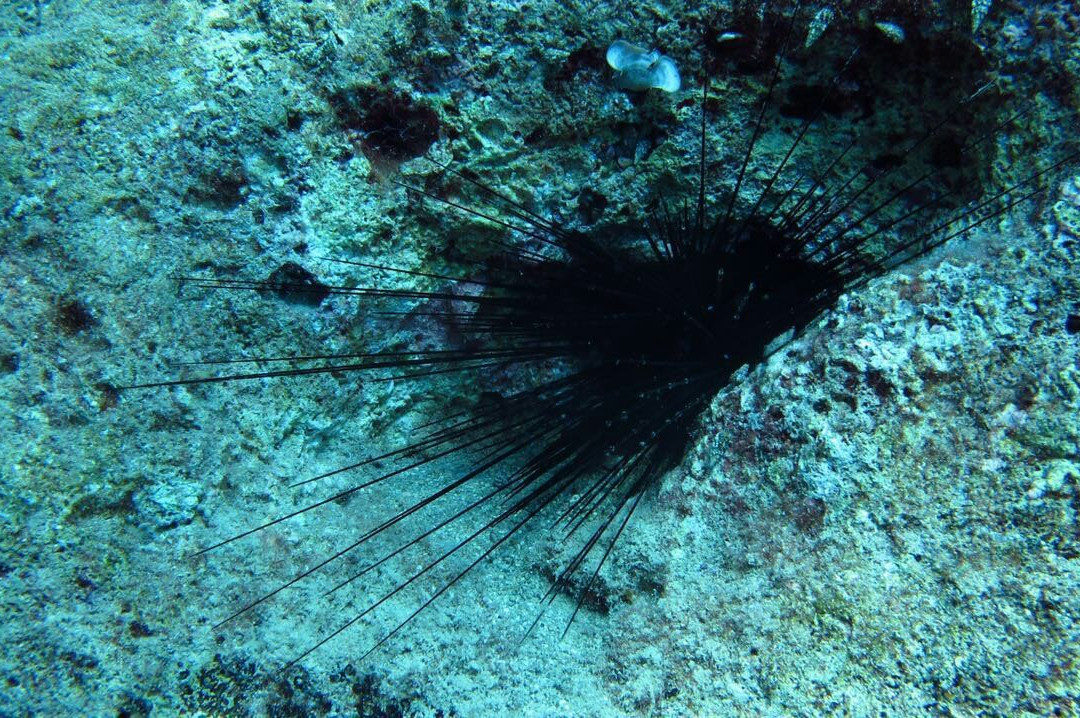 Olympos Diving Center景点图片