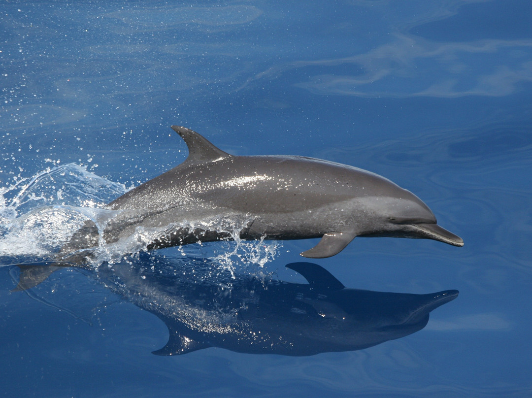 Asmaa Tours Zanzibar-桑给巴尔市必去景点