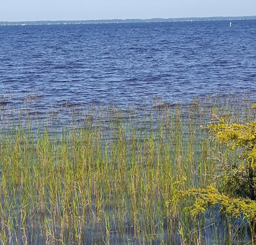 Lake Waccamaw State Park景点图片