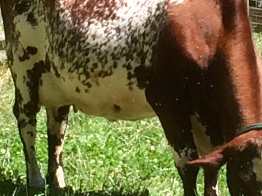 Tilden Park Little Farm-伯克利必去景点