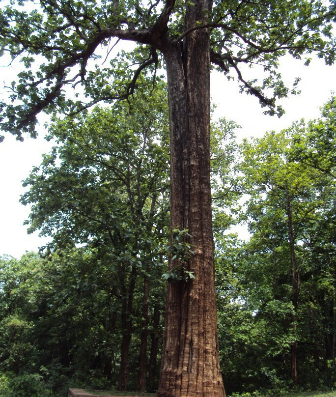 Kannimara Teak-Palakkad必去景点