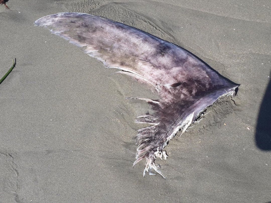 Peru tours-Mancora必去景点