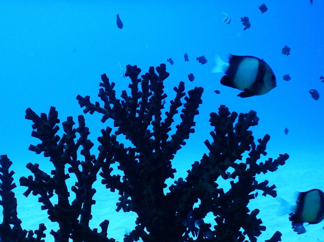 Tamarin OceanPro Divingcenter-塔玛琳必去景点