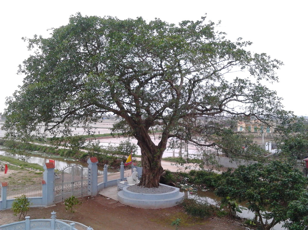 Bui Chu Cathedral-Nam Dinh必去景点