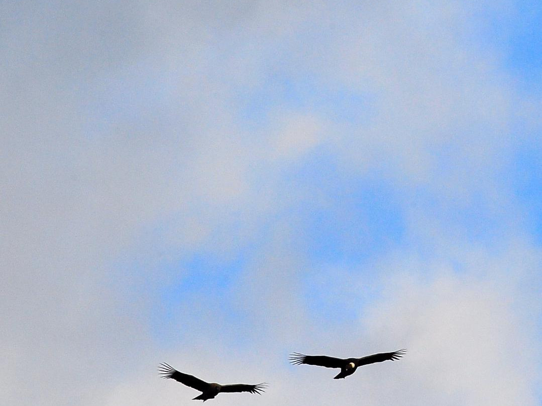 The Condors Nests-纳塔莱斯港必去景点