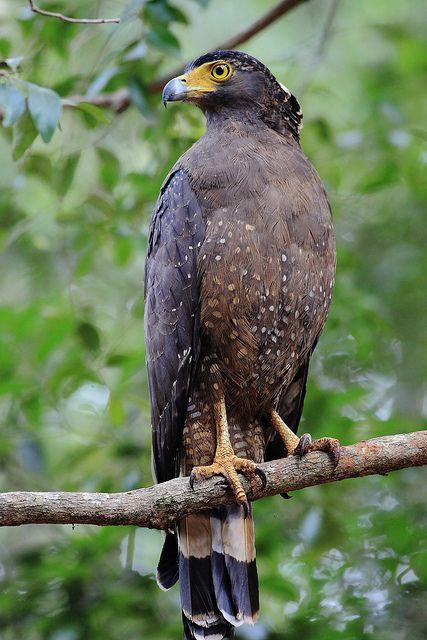 Sarath Safari Sigiriya-锡吉里亚必去景点