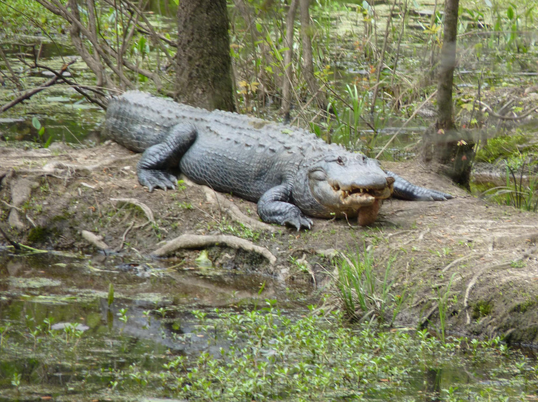 Congaree Creek Heritage Preserve-Cayce必去景点