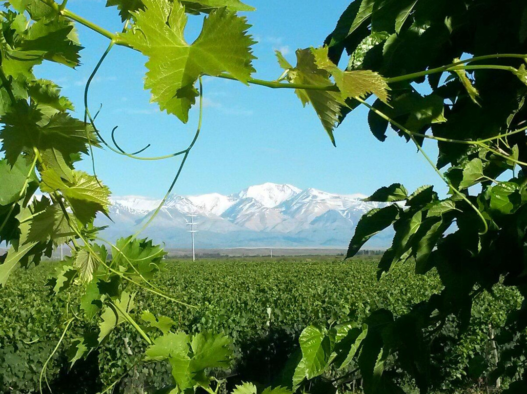 Tupungato旅游攻略图片