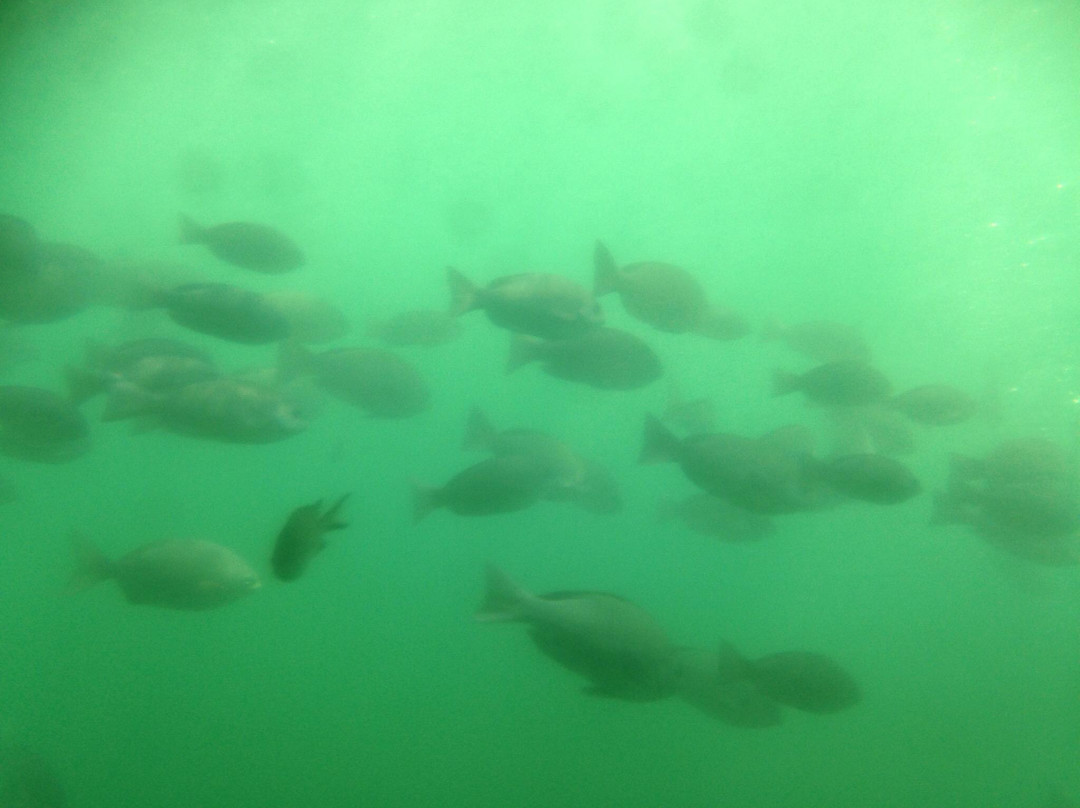 Nijiiro Sakana Go-三浦市必去景点