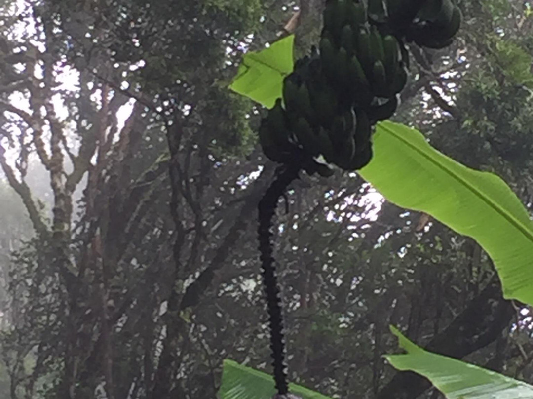 Green Mountain National Park-Ascension Island必去景点