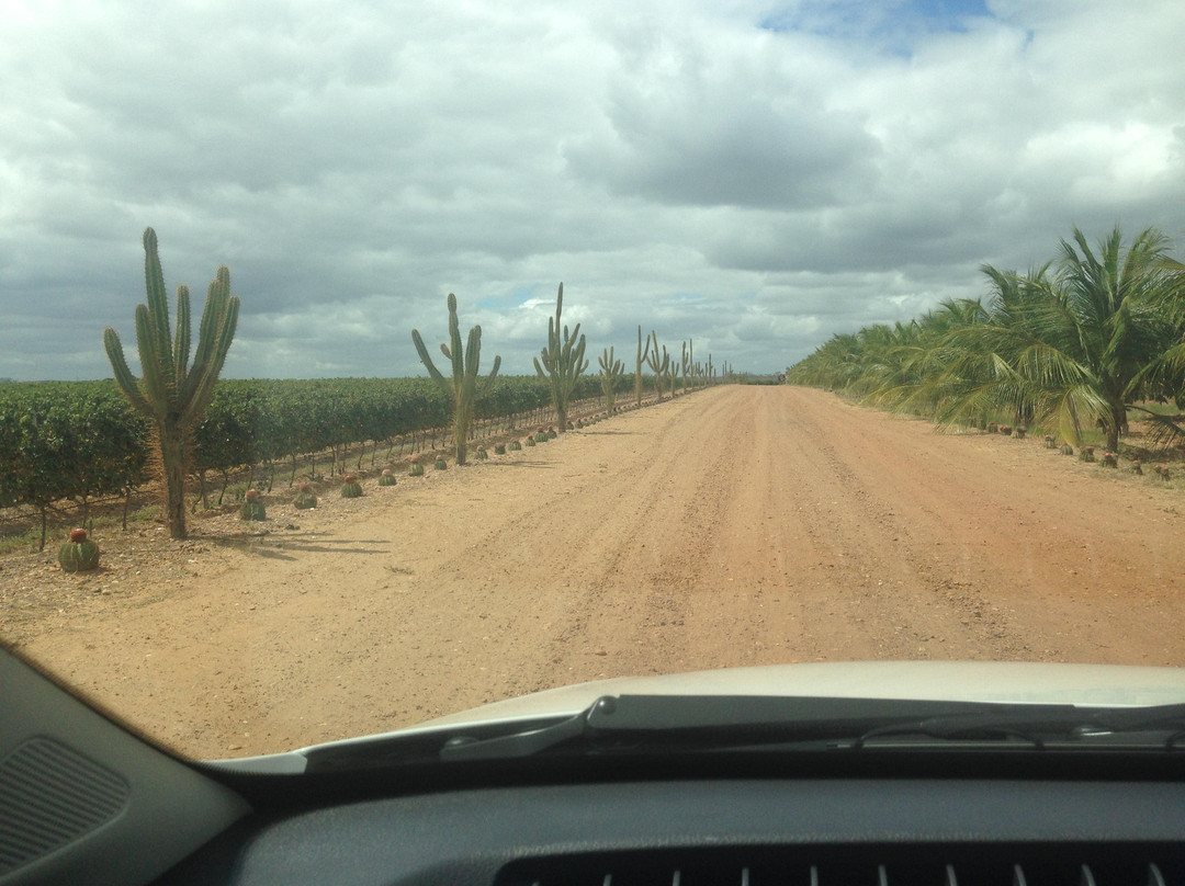 Vitivinicola Santa Maria-Lagoa Grande必去景点