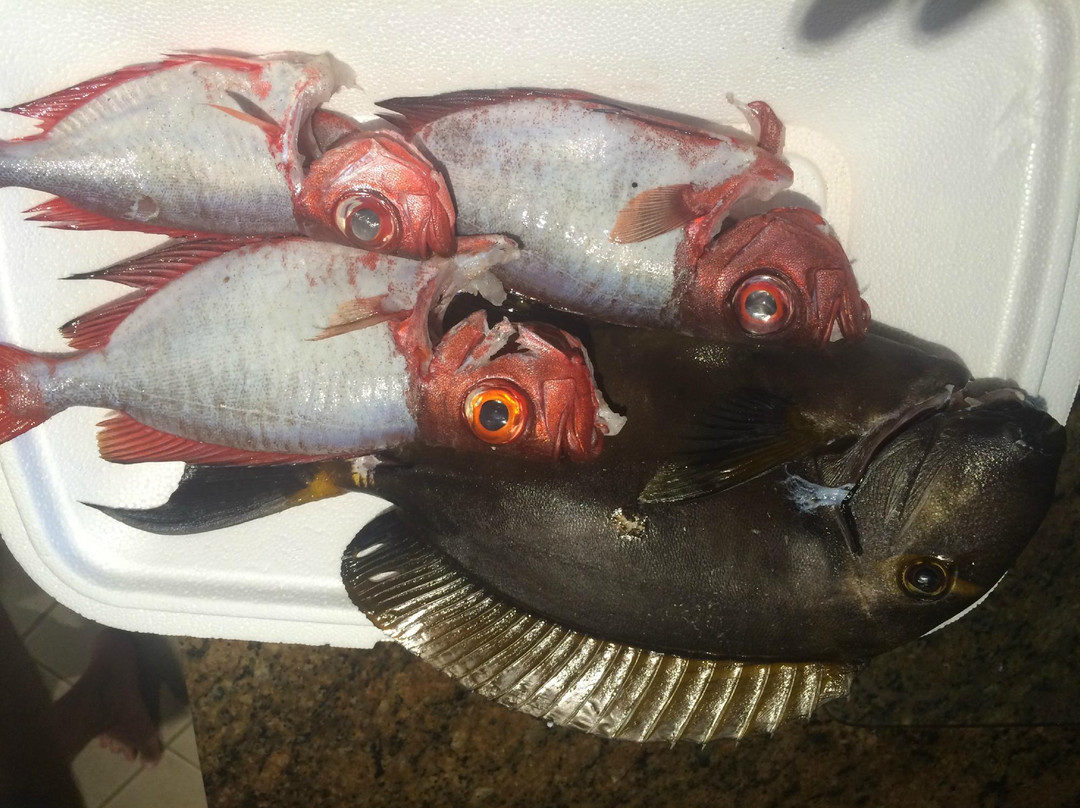 South Maui Spearfishing - Private Excursions-卡胡卢伊必去景点