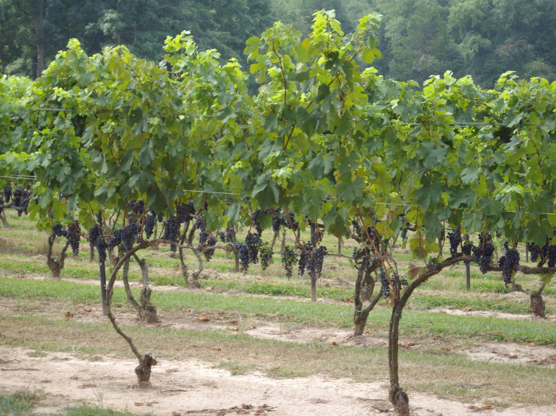 Lake Anna Winery景点图片