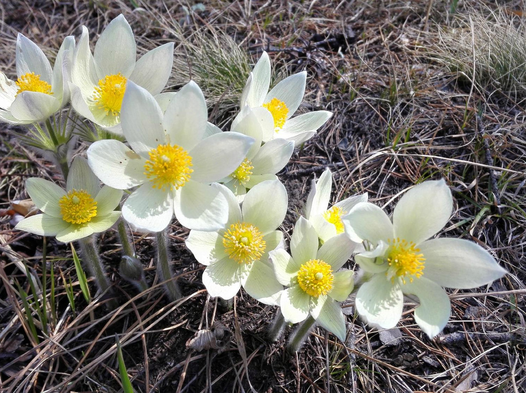 Kaiskaya Forest-伊尔库茨克必去景点