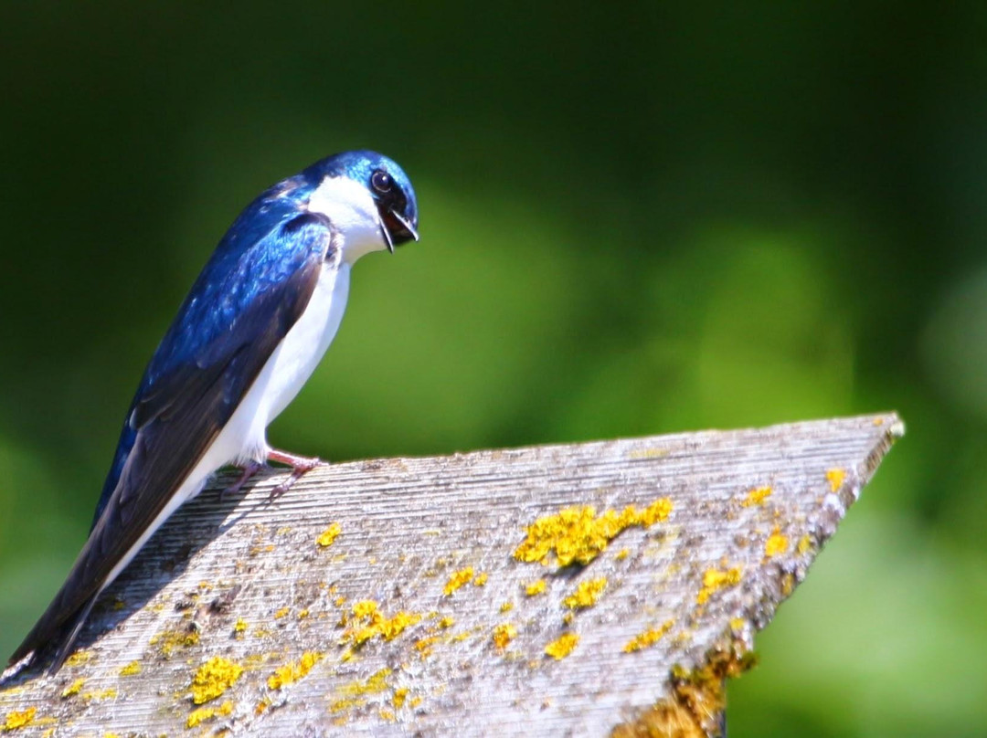 Fernhill Wetlands Park-Forest Grove必去景点