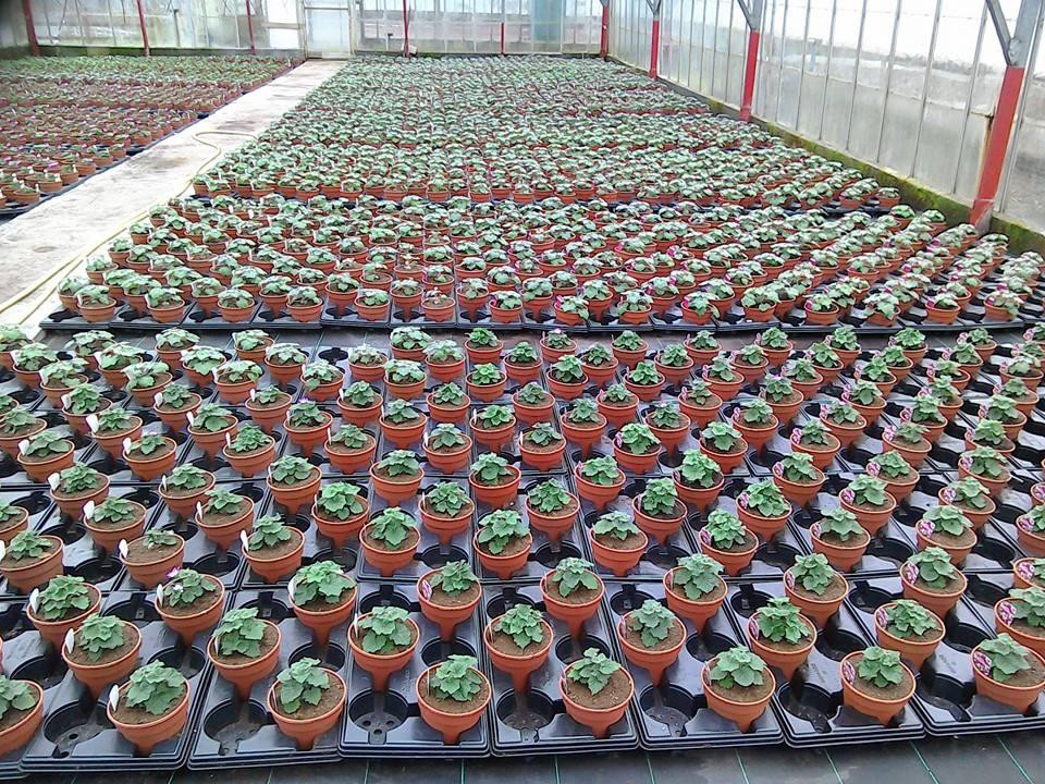 Gouldings Garden Centre景点图片