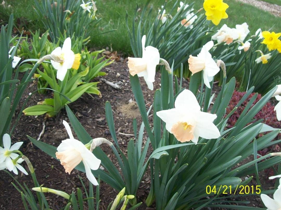 Simpson Garden Park-鲍灵格林必去景点