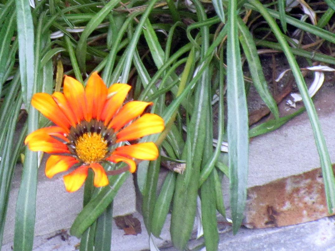 Flood Park-门洛帕克必去景点