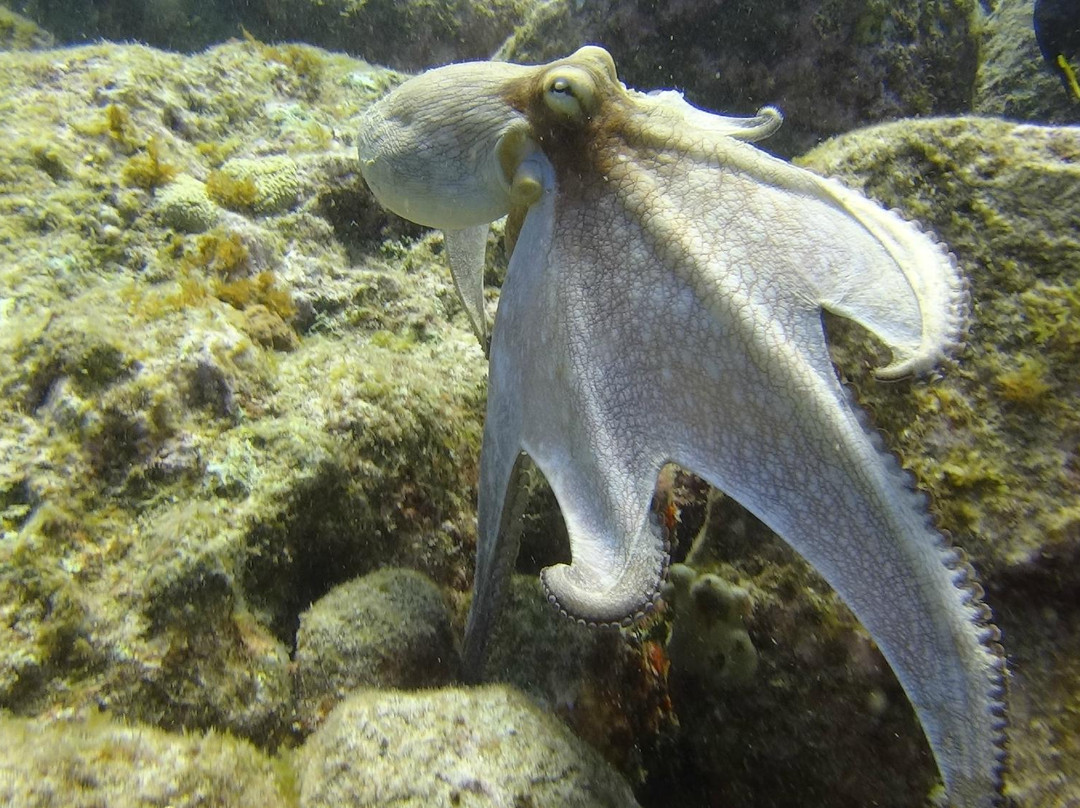 La Bulle Diving Center-居斯塔维亚必去景点