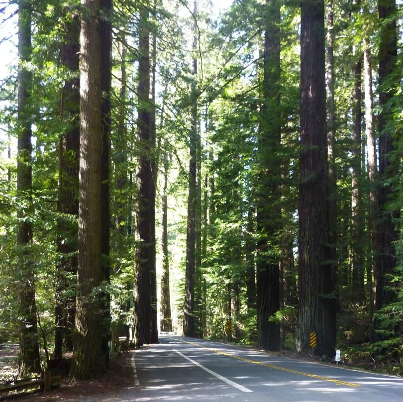 Grizzly Creek Redwoods State Park-Carlotta必去景点